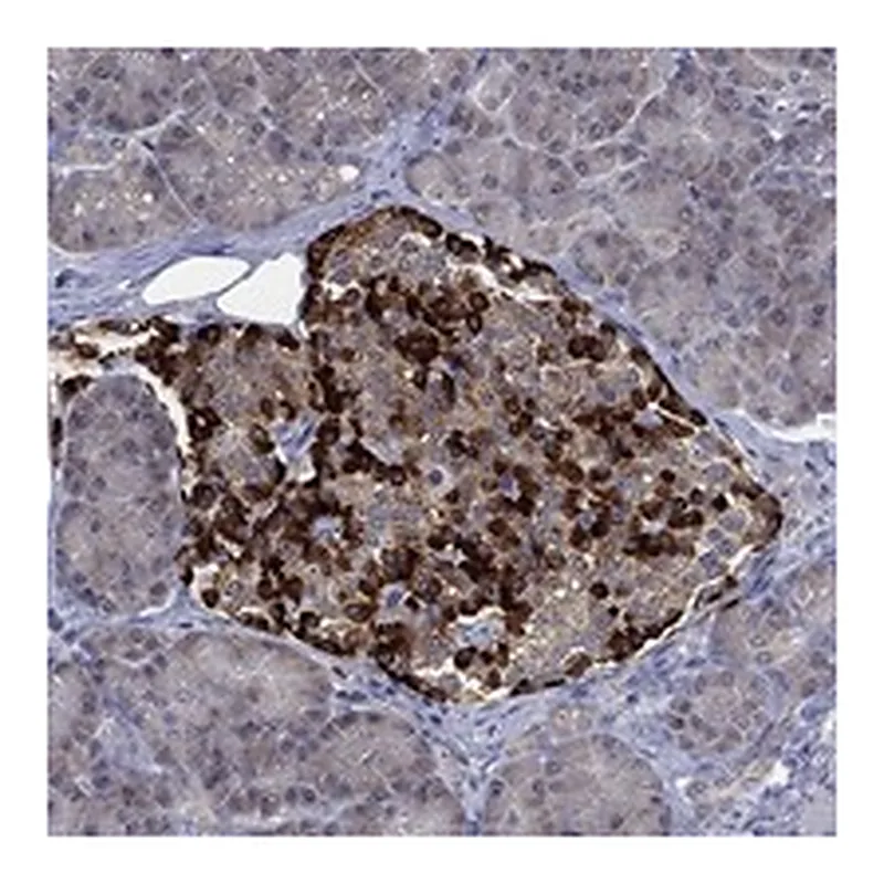 Atlas Antibodies Anti-SELENOO Antibody