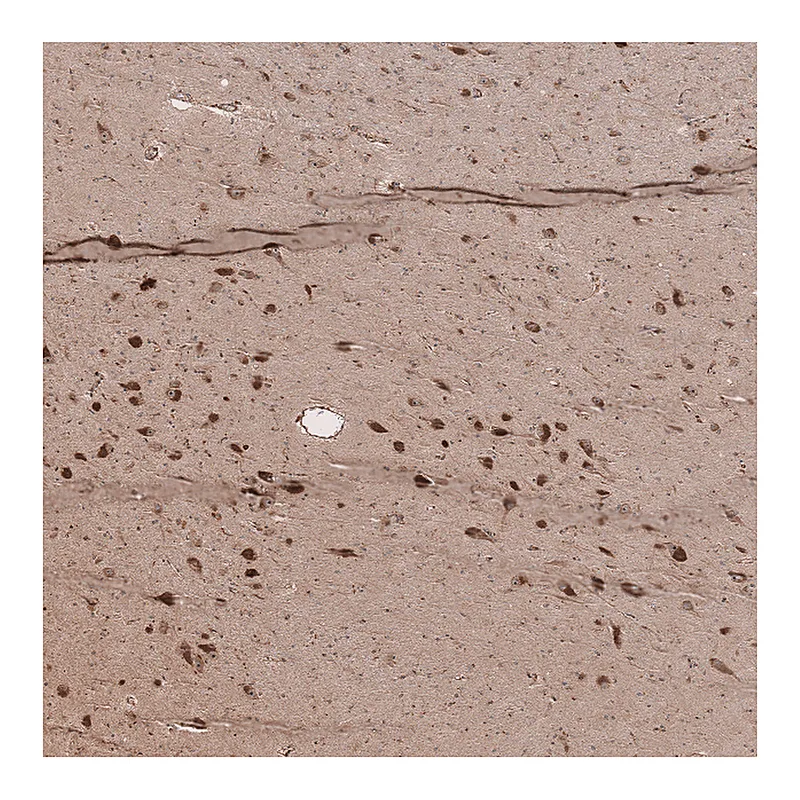 Atlas Antibodies Anti-SELENOT Antibody