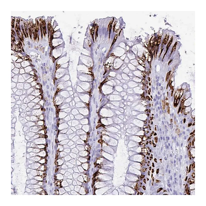 Atlas Antibodies Anti-SELENOV Antibody