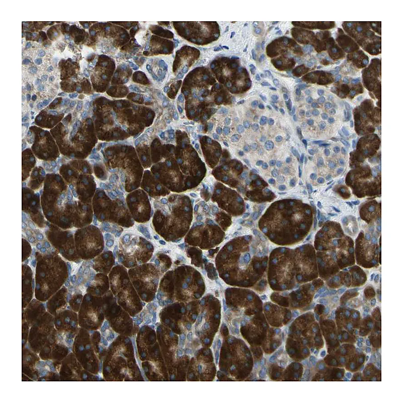 Atlas Antibodies Anti-SELENOS Antibody