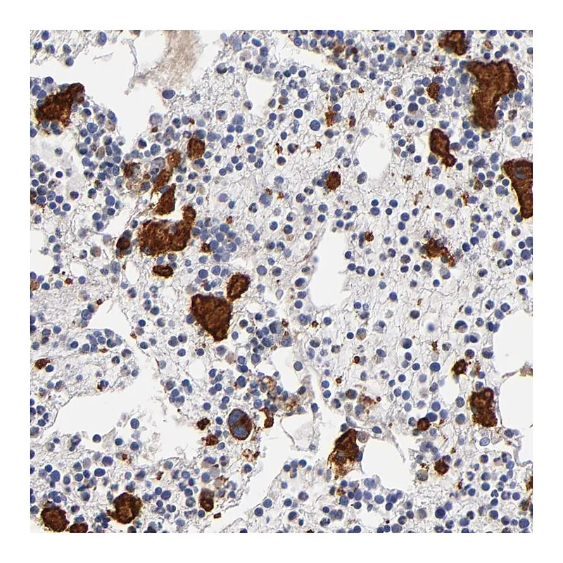 Atlas Antibodies Anti-SELP Antibody