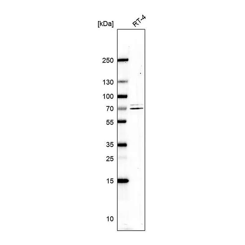 Atlas Antibodies Anti-SELENOO Antibody