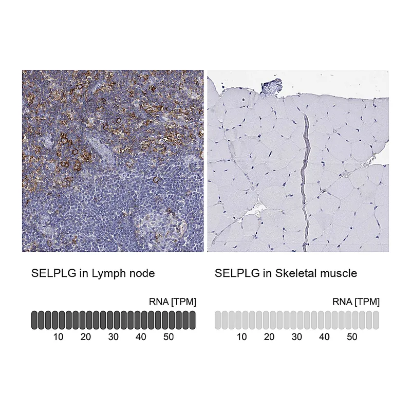 Atlas Antibodies Anti-SELPLG Antibody