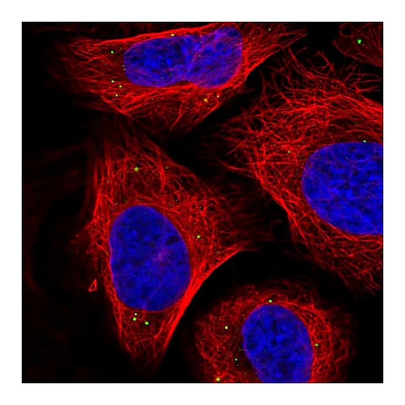 Atlas Antibodies Anti-SEMA3A Antibody