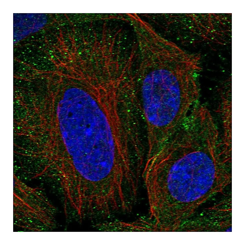 Atlas Antibodies Anti-SEM1 Antibody