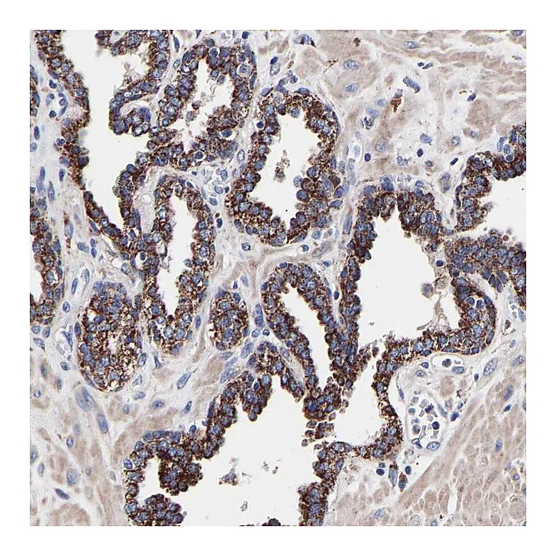 Atlas Antibodies Anti-SEM1 Antibody