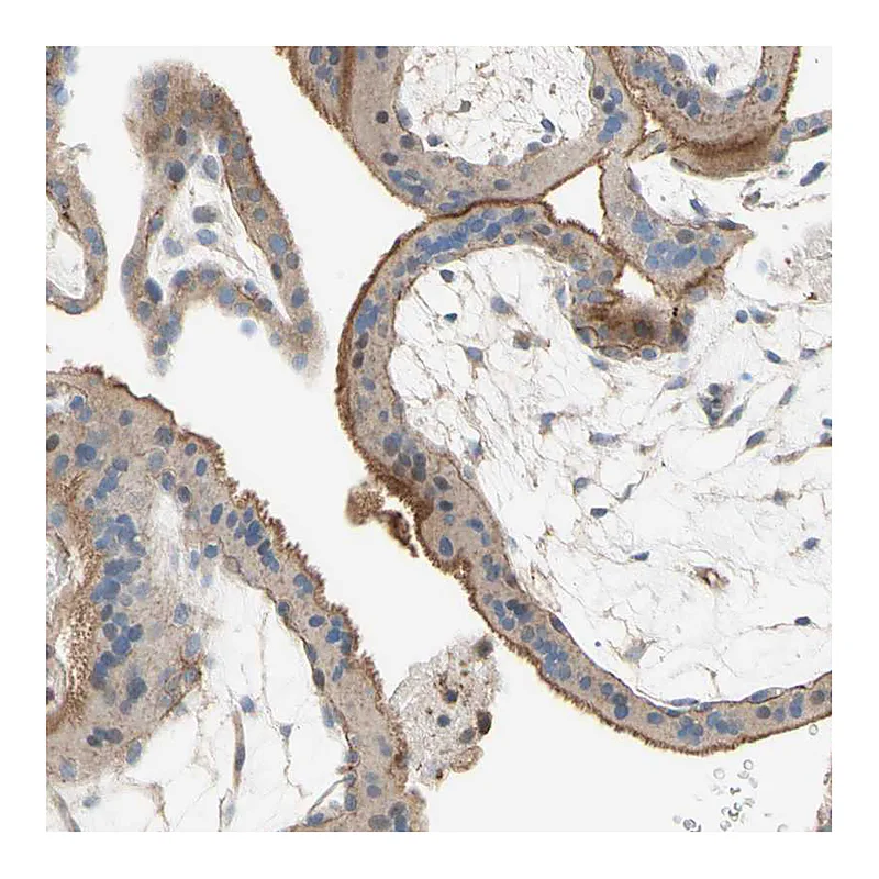 Atlas Antibodies Anti-SEMA4C Antibody