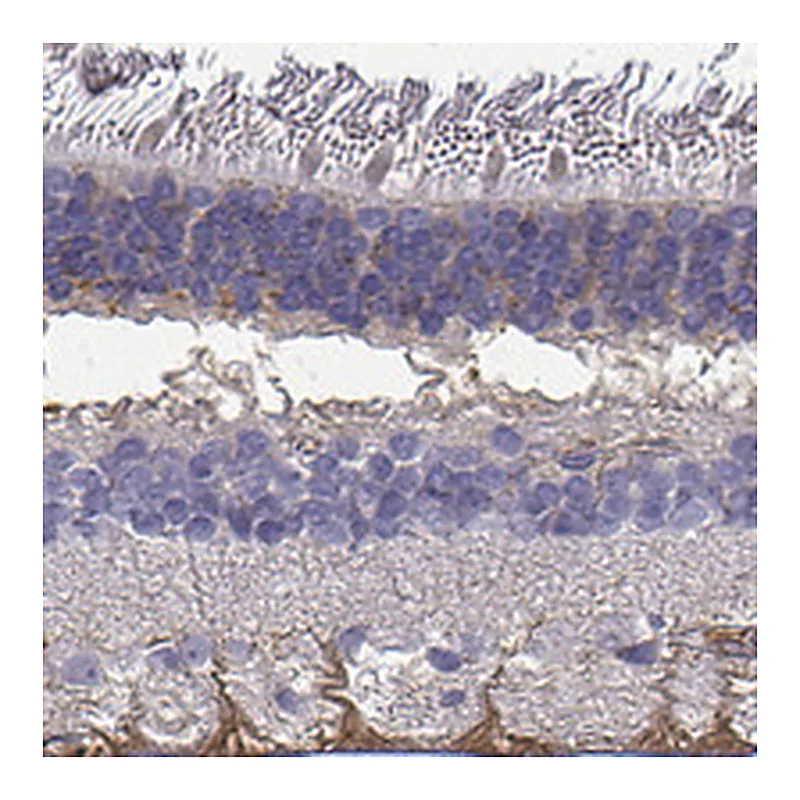 Atlas Antibodies Anti-SEMA4F Antibody