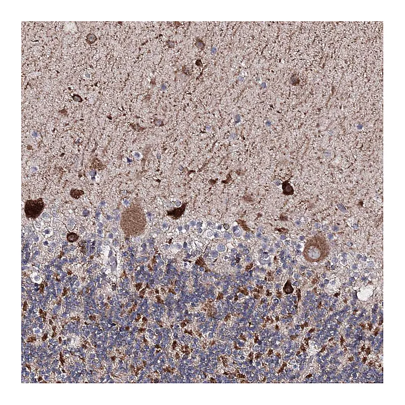 Atlas Antibodies Anti-SEMA4G Antibody