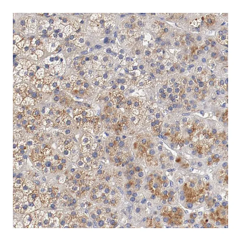 Atlas Antibodies Anti-SEMA5A Antibody