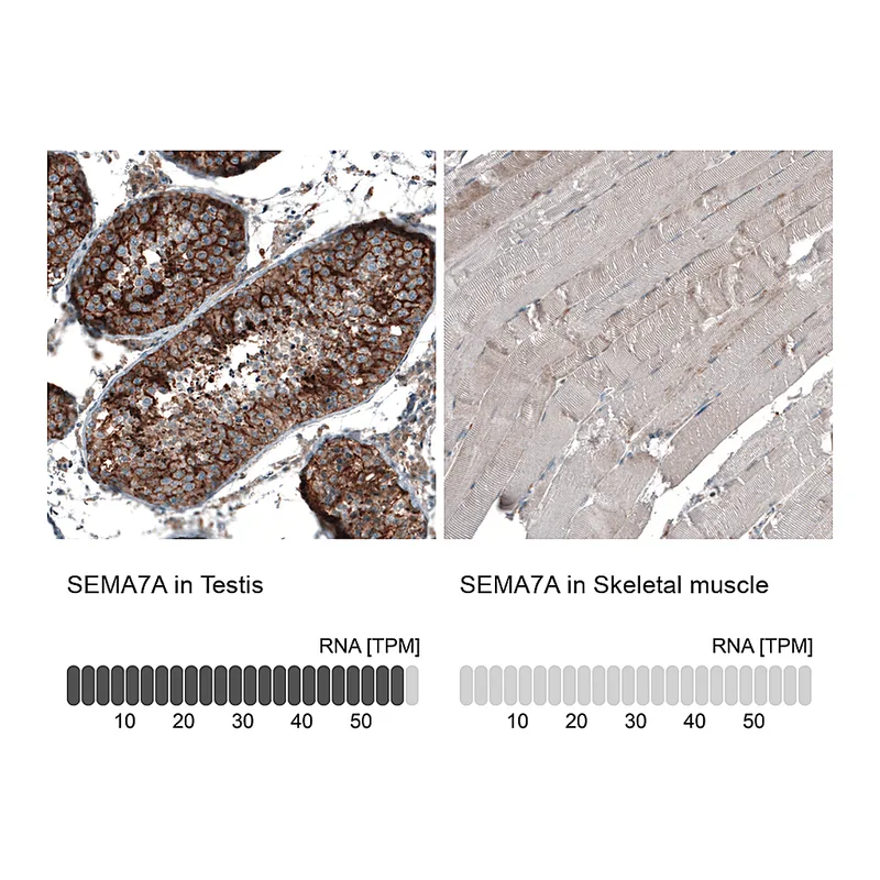 Atlas Antibodies Anti-SEMA7A Antibody