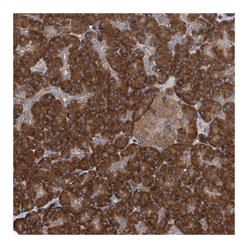 Atlas Antibodies Anti-SENP2 Antibody