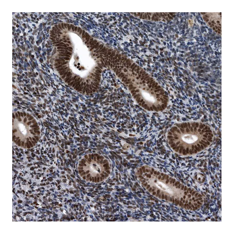Atlas Antibodies Anti-SENP7 Antibody
