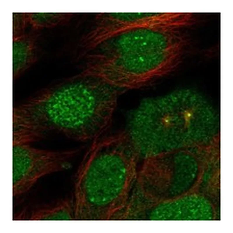 Atlas Antibodies Anti-SENP7 Antibody