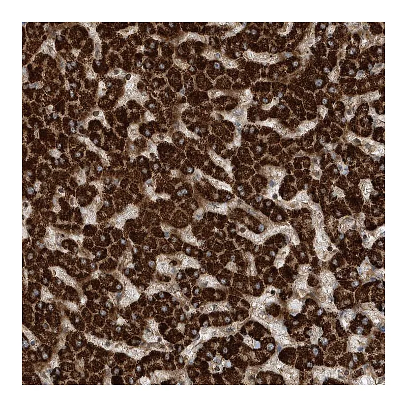 Atlas Antibodies Anti-SENP8 Antibody