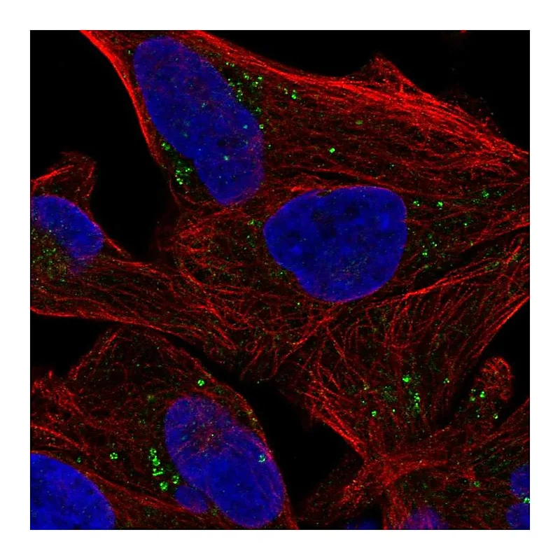 Atlas Antibodies Anti-SEPSECS Antibody