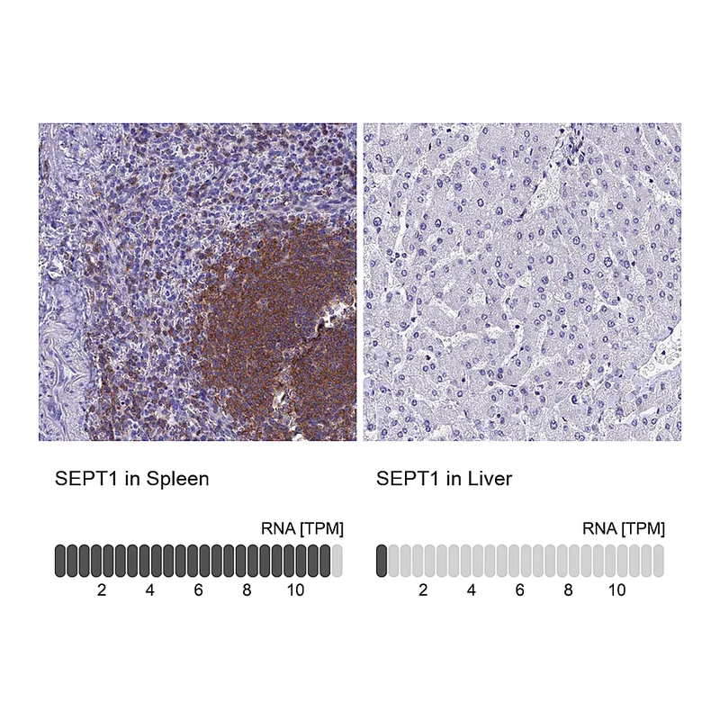 Atlas Antibodies Anti-SEPT1 Antibody