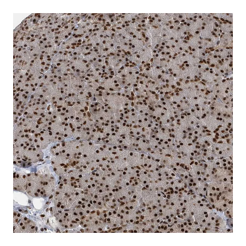 Atlas Antibodies Anti-SEPHS1 Antibody