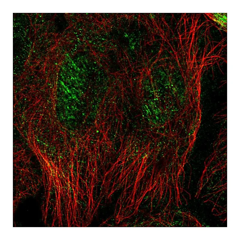 Atlas Antibodies Anti-SEPT10 Antibody