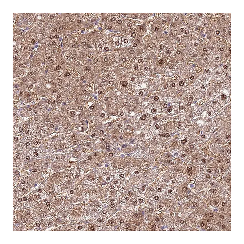 Atlas Antibodies Anti-SEPHS2 Antibody