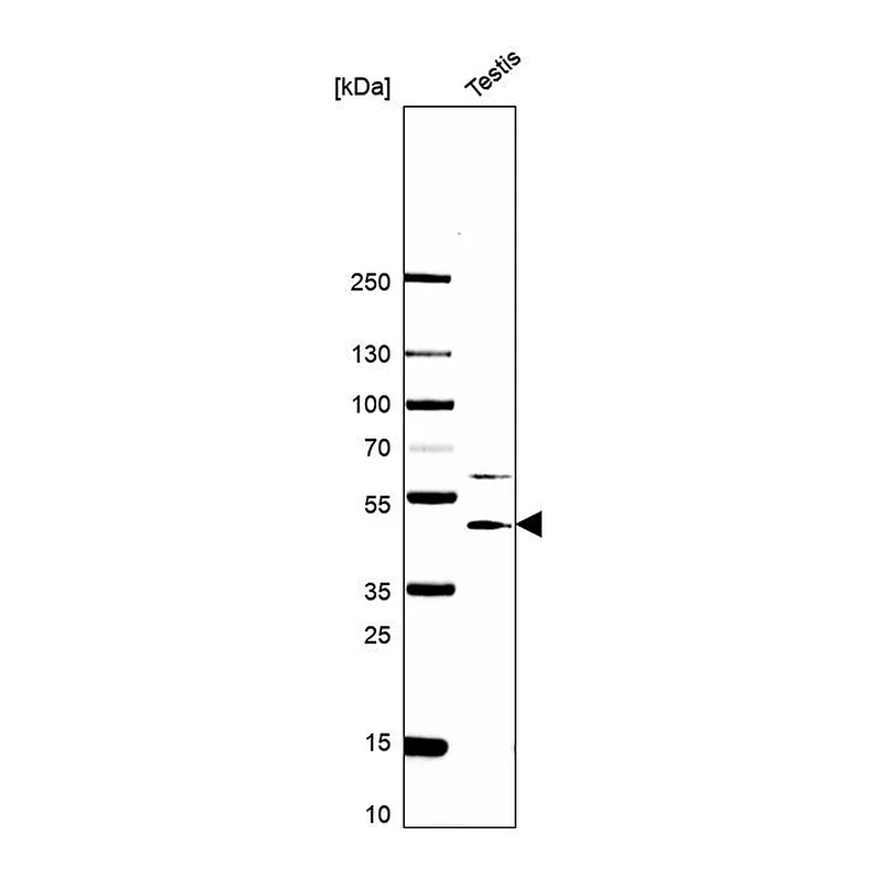 Atlas Antibodies Anti-SEPT12 Antibody