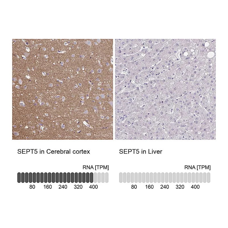 Atlas Antibodies Anti-SEPT5 Antibody