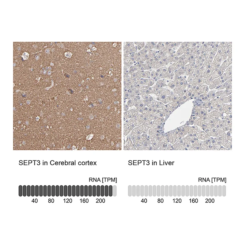 Atlas Antibodies Anti-SEPT3 Antibody