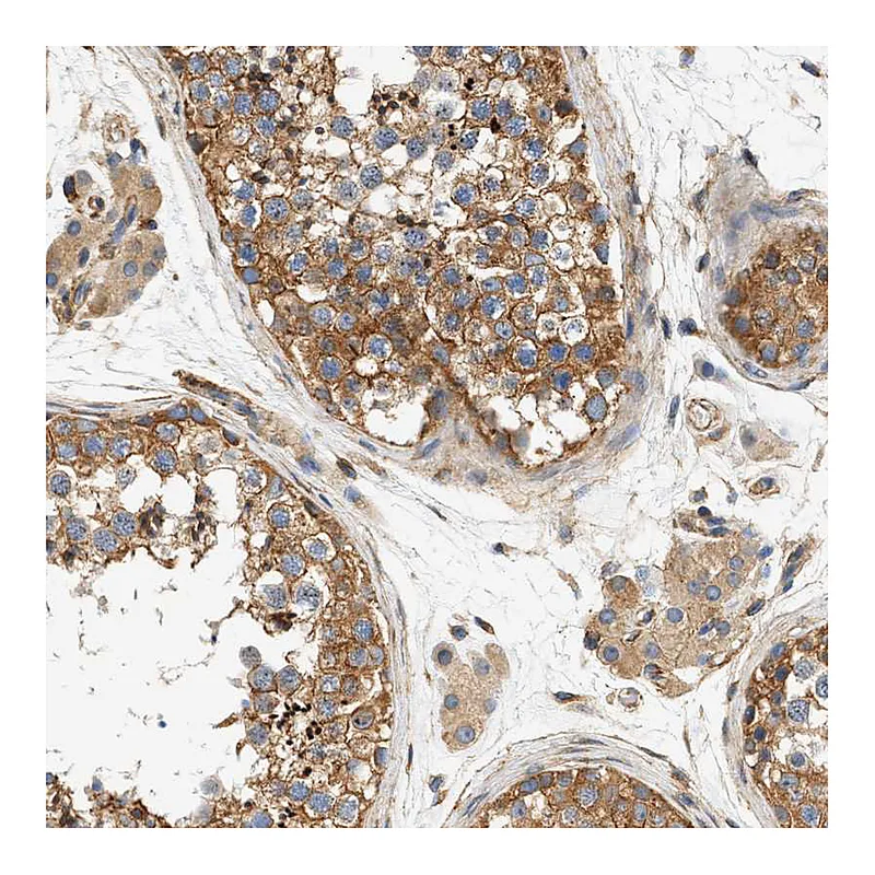 Atlas Antibodies Anti-SEPT2 Antibody