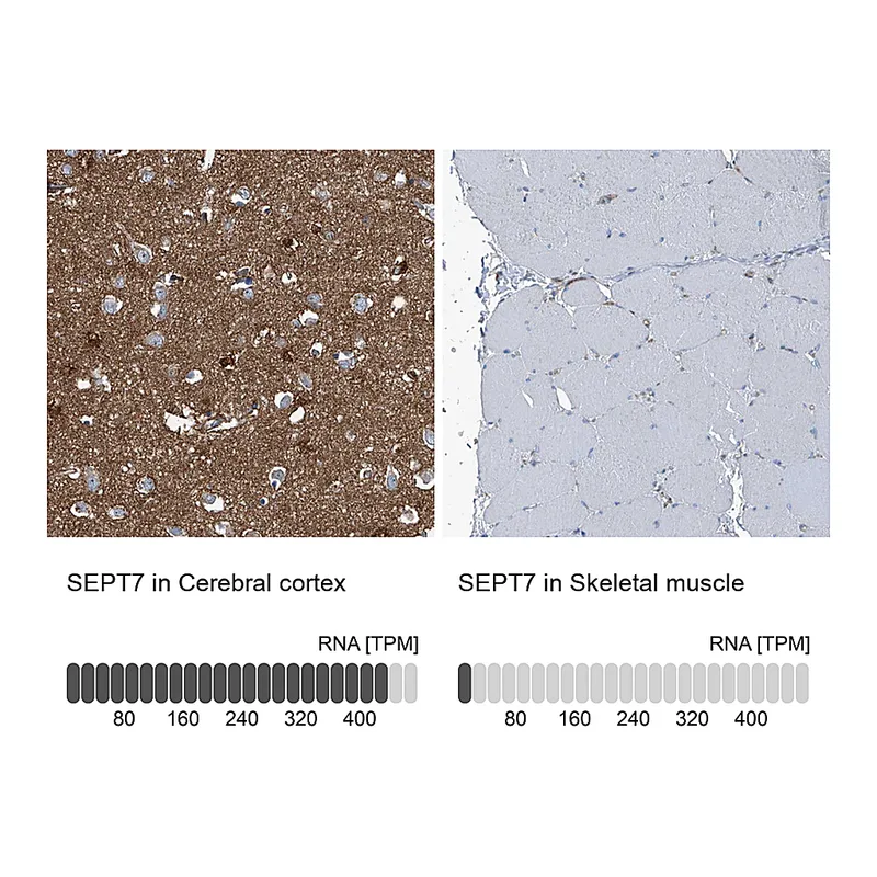 Atlas Antibodies Anti-SEPT7 Antibody