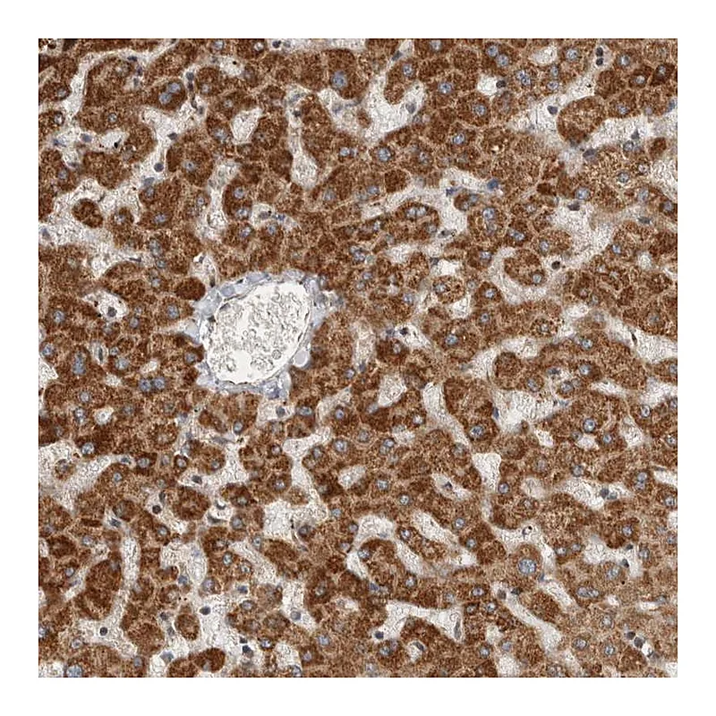 Atlas Antibodies Anti-SERAC1 Antibody