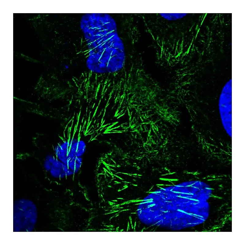 Atlas Antibodies Anti-SEPT9 Antibody
