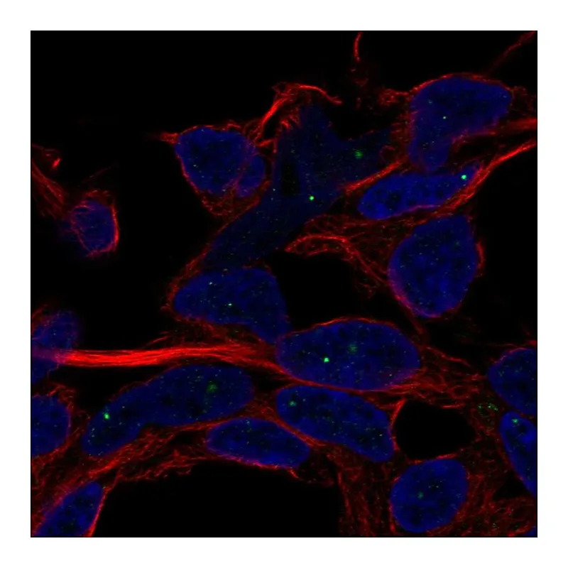 Atlas Antibodies Anti-SERF1A Antibody