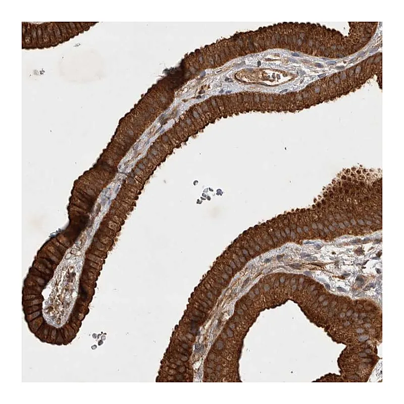 Atlas Antibodies Anti-SERAC1 Antibody