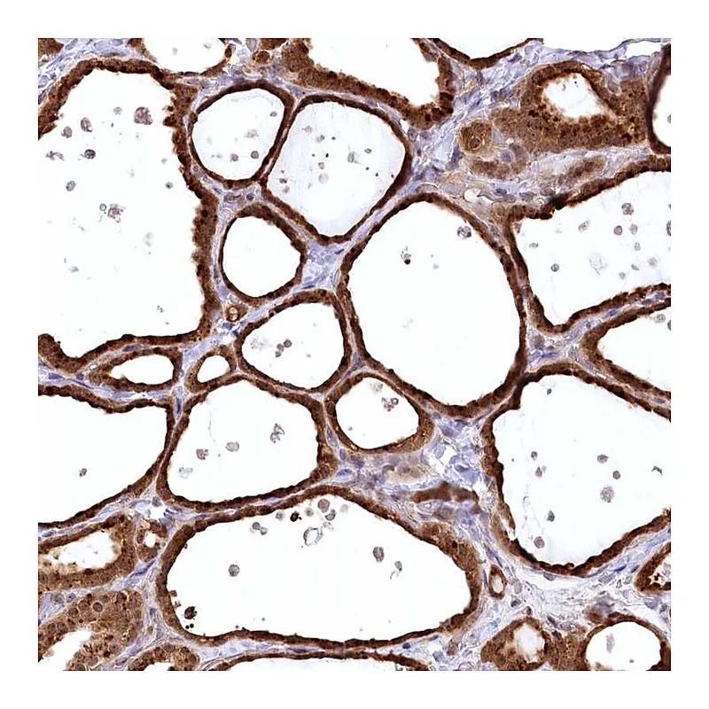 Atlas Antibodies Anti-SERGEF Antibody