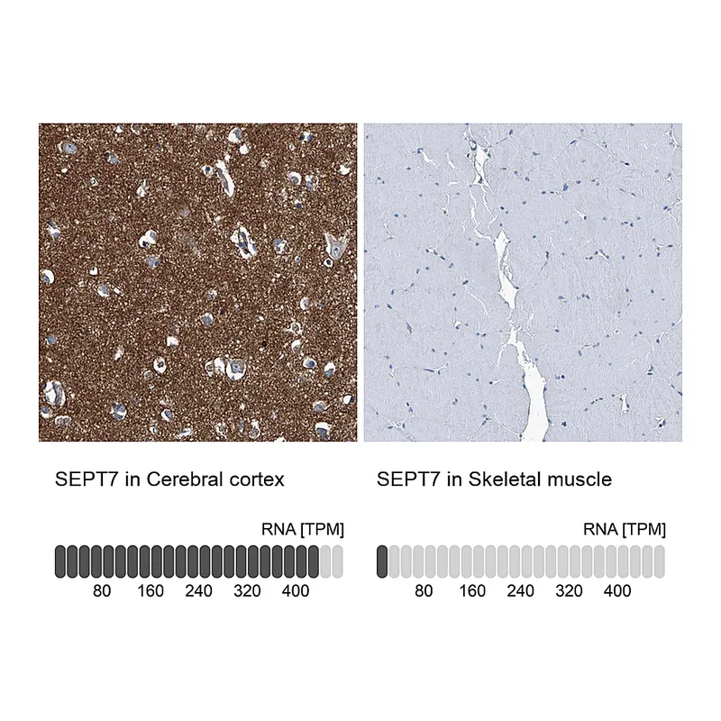 Atlas Antibodies Anti-SEPT7 Antibody