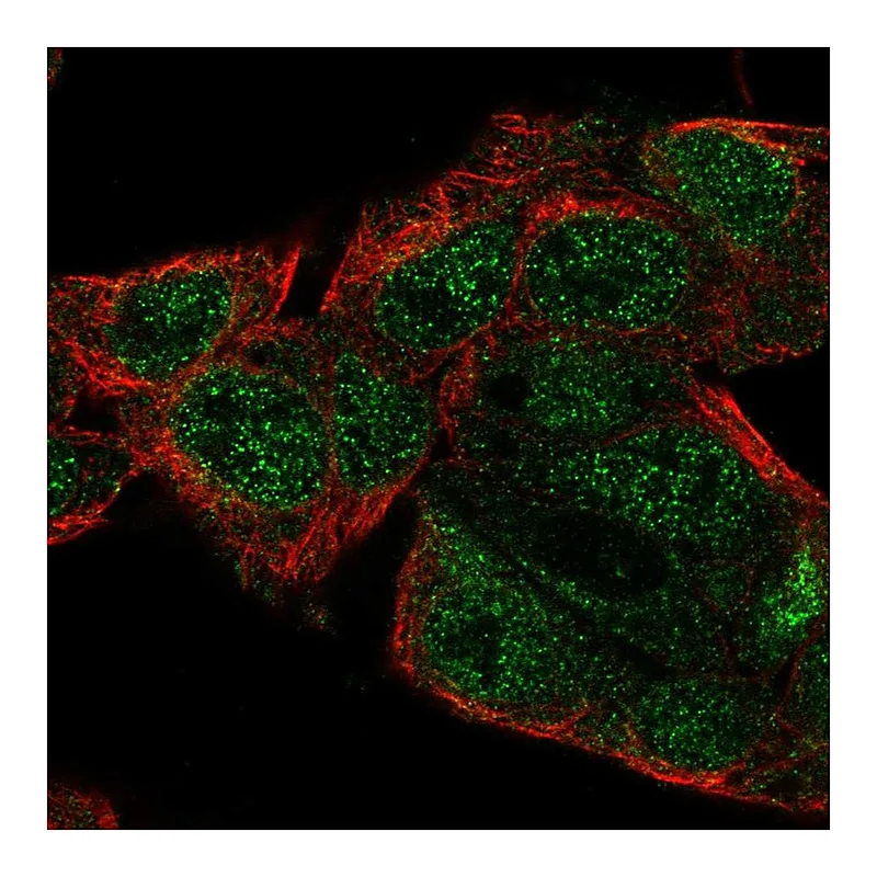 Atlas Antibodies Anti-SERGEF Antibody