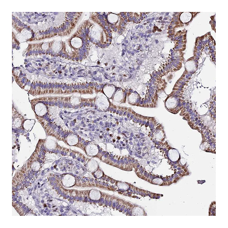 Atlas Antibodies Anti-SERP1 Antibody