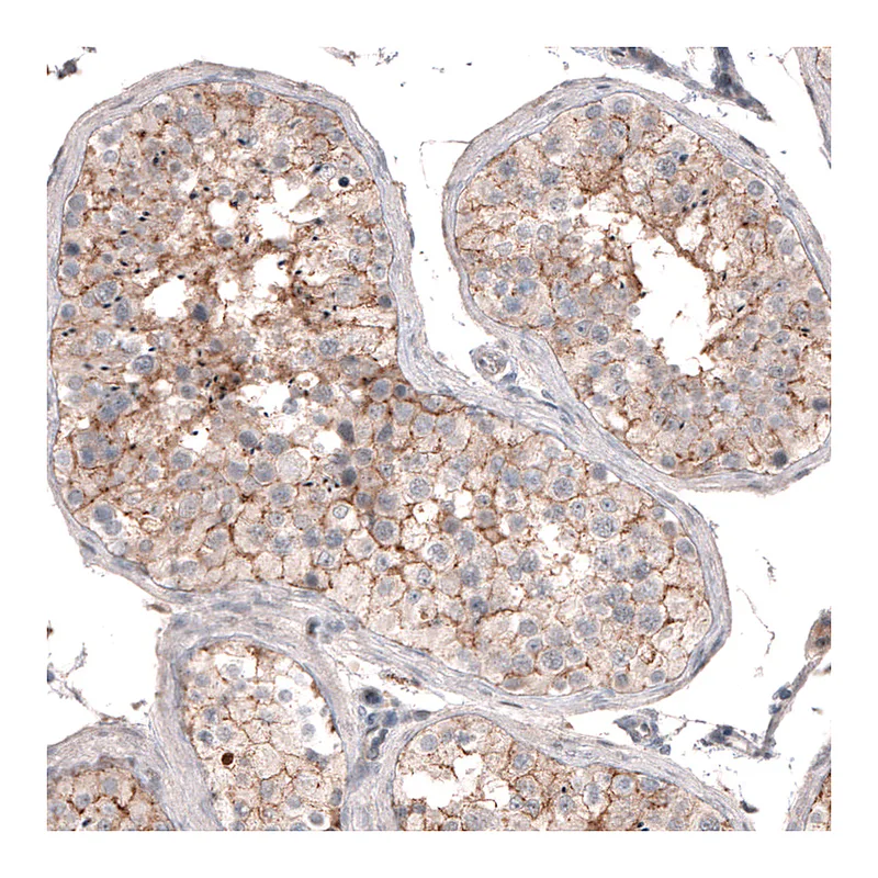 Atlas Antibodies Anti-SERINC5 Antibody