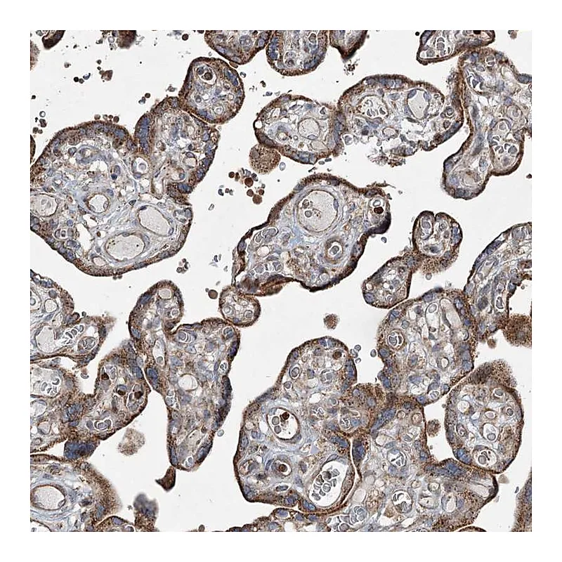 Atlas Antibodies Anti-SERINC5 Antibody