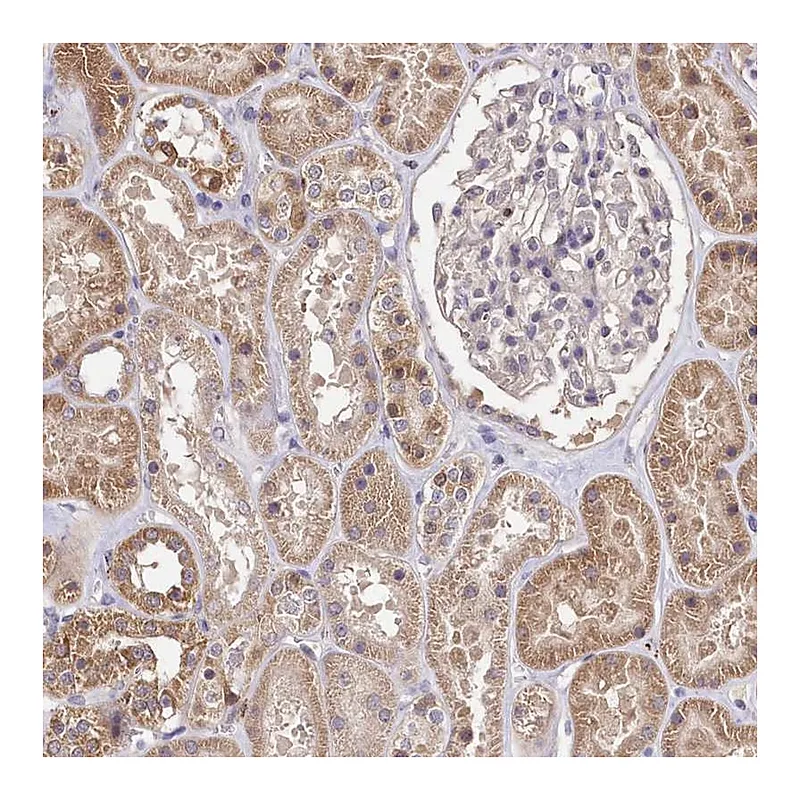 Atlas Antibodies Anti-SERGEF Antibody