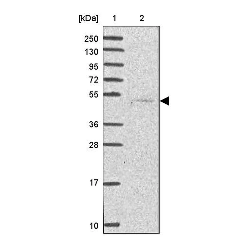 Atlas Antibodies Anti-SERPINA10 Antibody