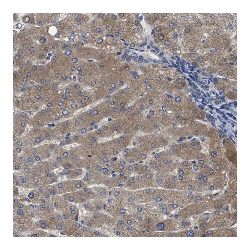 Atlas Antibodies Anti-SERPINA6 Antibody