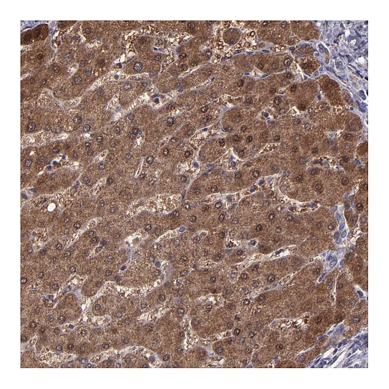 Atlas Antibodies Anti-SERPINF2 Antibody