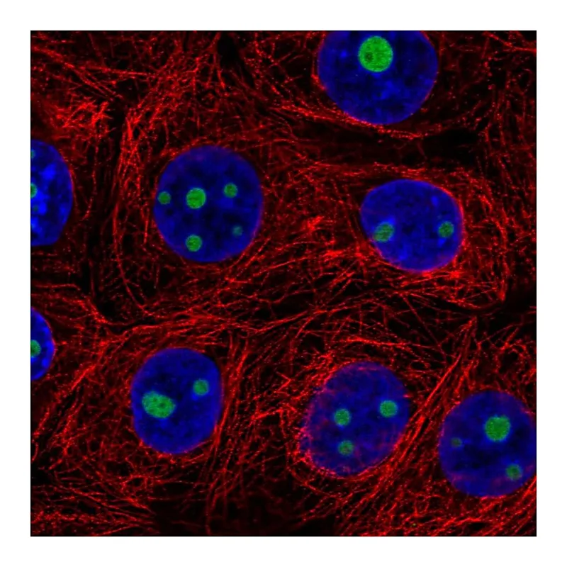 Atlas Antibodies Anti-SERTAD3 Antibody
