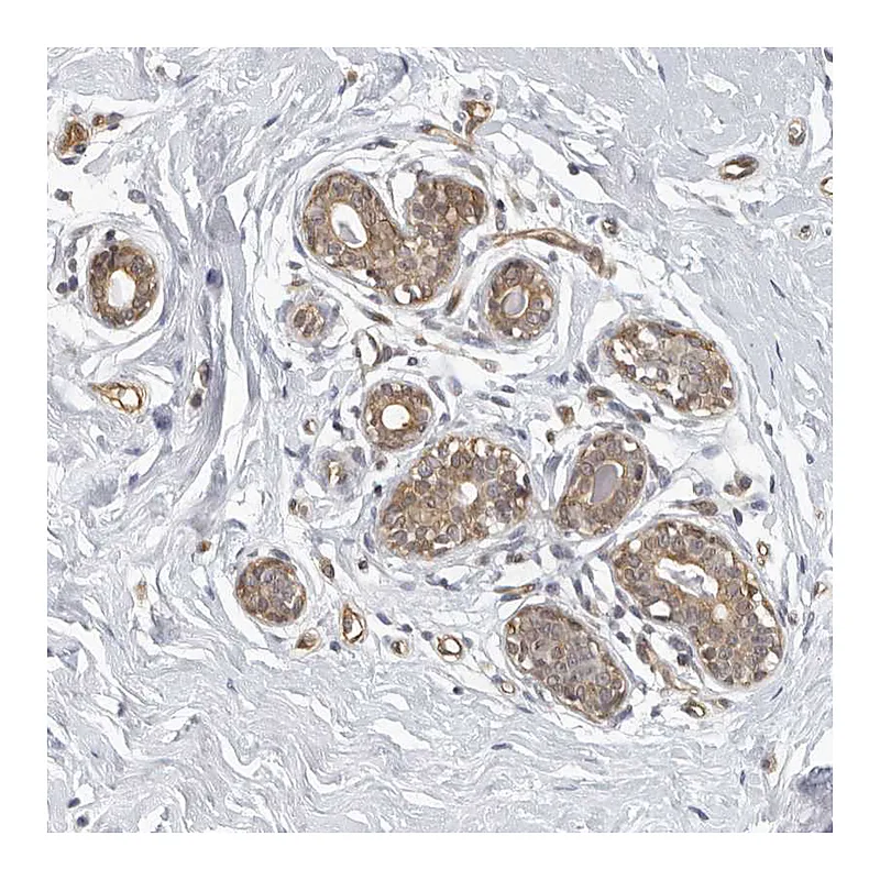 Atlas Antibodies Anti-SERTAD4 Antibody