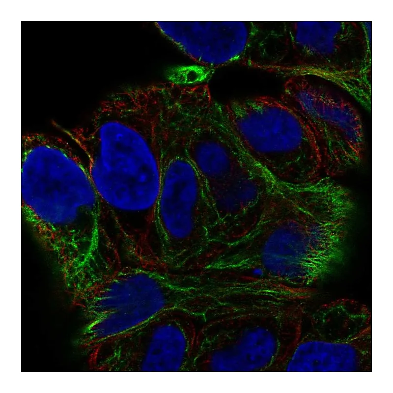 Atlas Antibodies Anti-SESTD1 Antibody