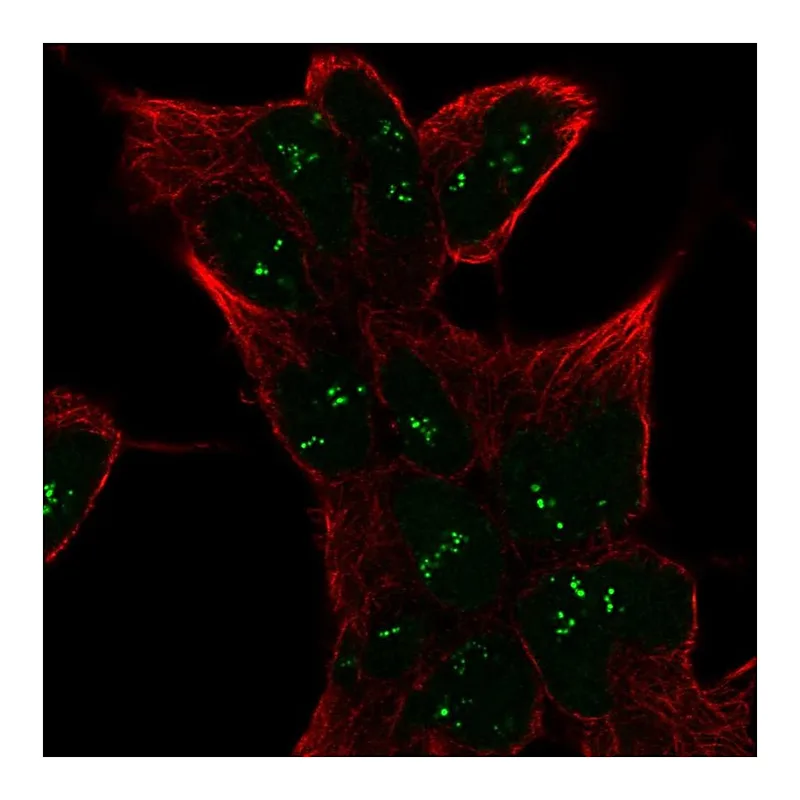 Atlas Antibodies Anti-SESN1 Antibody
