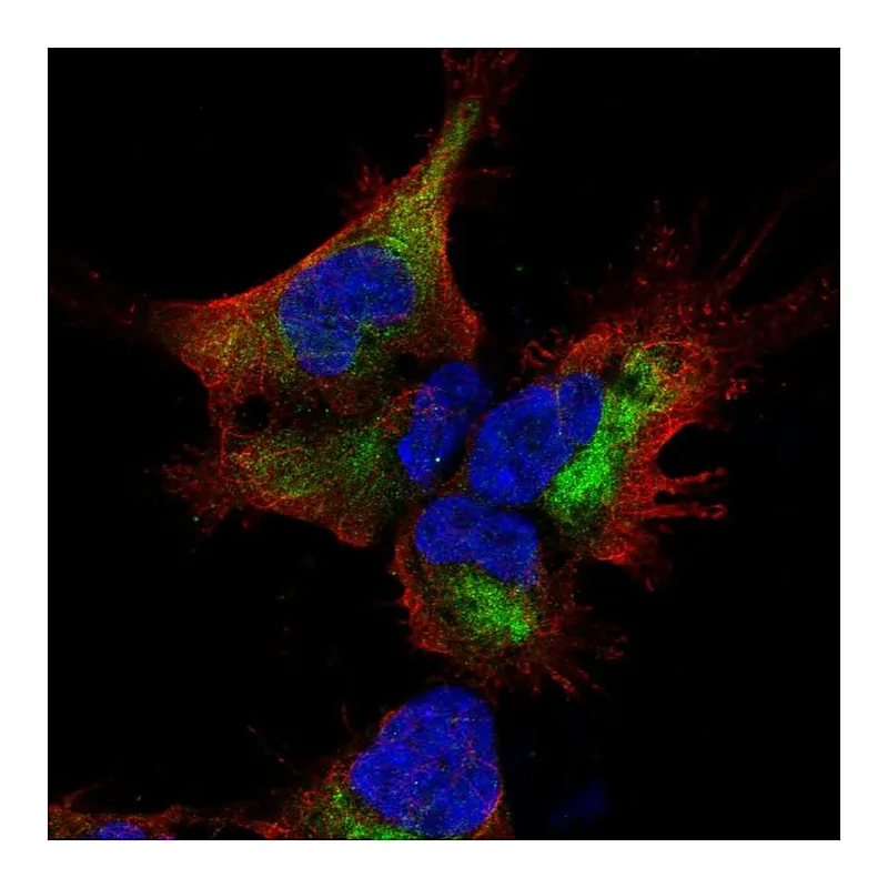 Atlas Antibodies Anti-SESTD1 Antibody