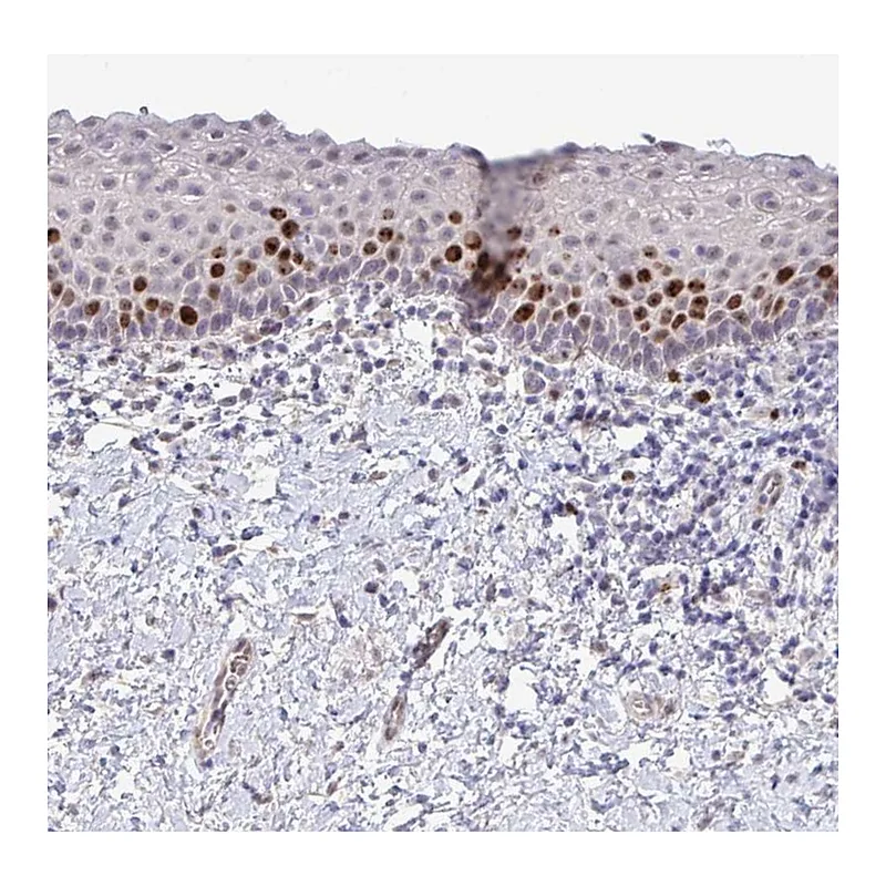 Atlas Antibodies Anti-SETD7 Antibody