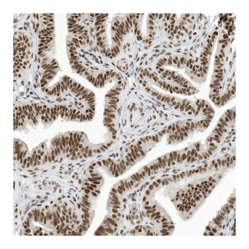 Atlas Antibodies Anti-SF3A3 Antibody
